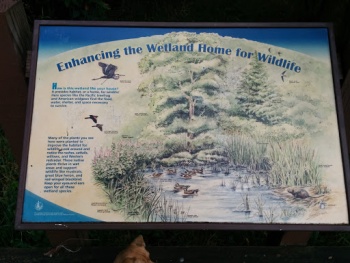 Enhancing the Wetland Home for Wildlife - Bellevue, WA.jpg