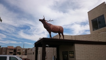 Elk - Glendale, AZ.jpg