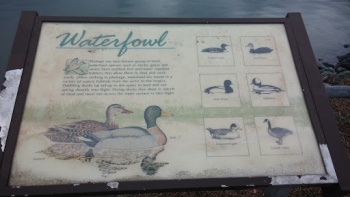 Waterfowl - Hampton, VA.jpg