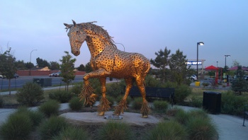 Golden Horse - Westminster, CO.jpg