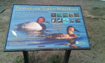Penitencia - Native Waterfowl - San Jose, CA.jpg
