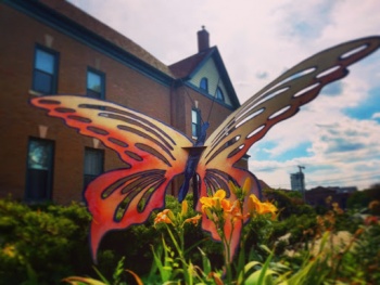 Golden Winged Butterfly - South Bend, IN.jpg
