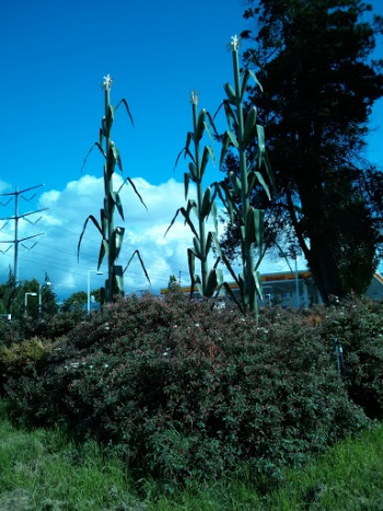 Giant Corn Stalk Sculptures - Kent, WA.jpg