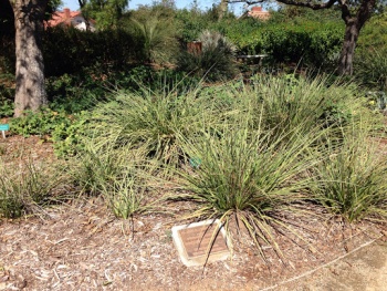 Peter Lewis Garden - Riverside, CA.jpg