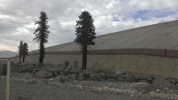 Bronze Trees by the Freeway - Reno, NV.jpg