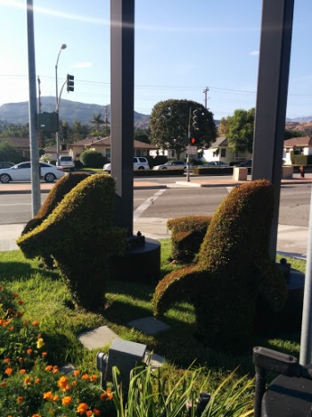 Dolphin Topiary - Glendale, CA.jpg