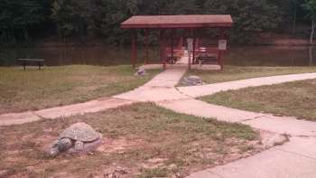 Play Turtle Trio - Greensboro, NC.jpg
