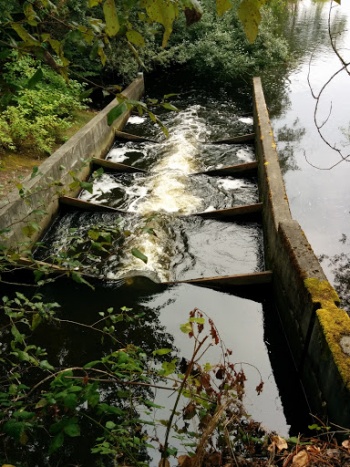 Mercer Slough Fish Ladder - Bellevue, WA.jpg