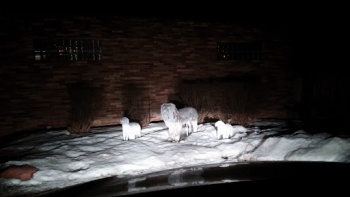 Lion and Sheep Statues - Peoria, IL.jpg