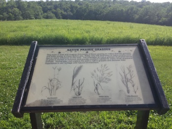 Native Prairie Grasses - Olathe, KS.jpg