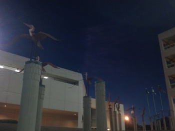 Pelicans in Flight - Huntington Beach, CA.jpg