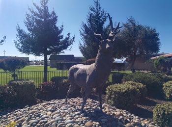 Elk Statue - Santa Maria, CA.jpg