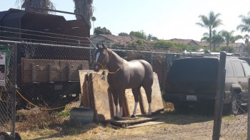 Chuy's Horse Statue - Vista, CA.jpg