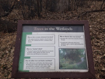 Trees in the Wetland - Greenwood Village, CO.jpg
