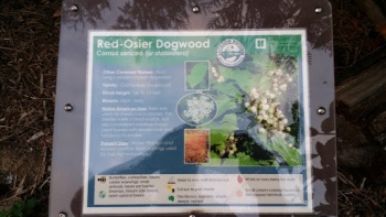 Red-Osier Dogwood - Hillsboro, OR.jpg