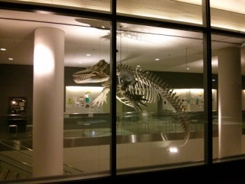 Orca Skeleton - Cambridge, MA.jpg