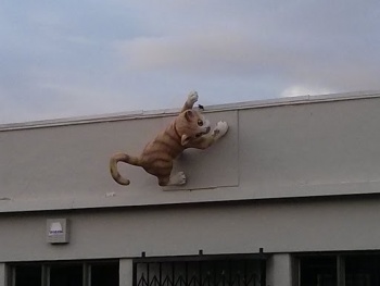 Cat Shop - Berkeley, CA.jpg