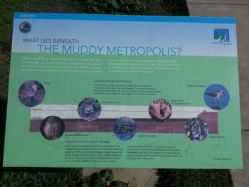 Muddy Metropolis Info Board - San Mateo, CA.jpg
