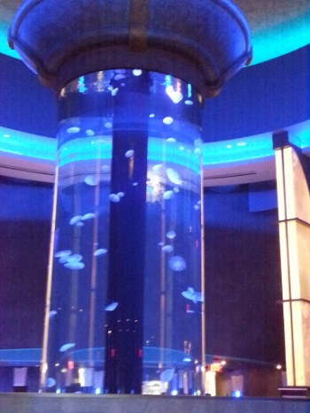 Coba Cocina Jelly Fish - Lexington, KY.jpg