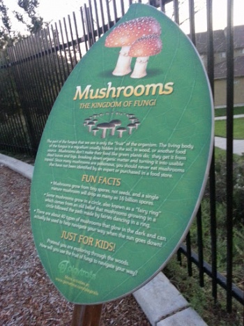 Kindom of Fungi - Chula Vista, CA.jpg