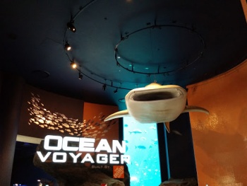 Ocean Voyager Whale Shark Sculpture - Atlanta, GA.jpg