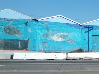 Calcot Sea Turtles - Oakland, CA.jpg