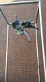 "Pegasus" Hanging Sculpture - Baltimore, MD.jpg