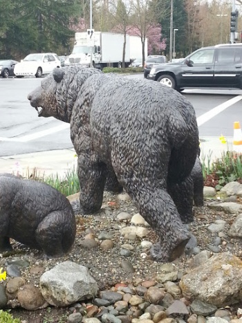 Brown Bear - Bellevue, WA.jpg