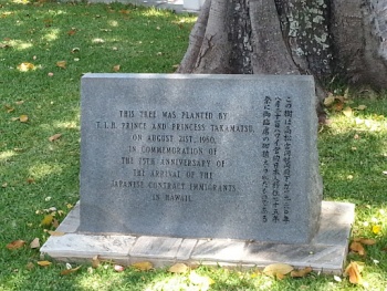 Japanese Immigrant Tree - Honolulu, HI.jpg