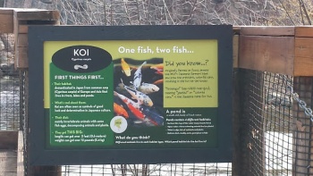 Koi - Madison, WI.jpg