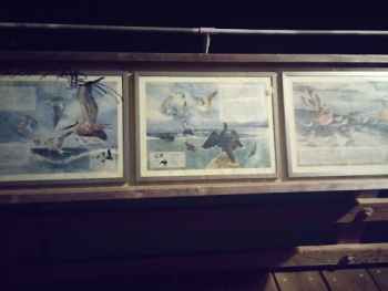 The Birds of Ventura Pier - Ventura, CA.jpg